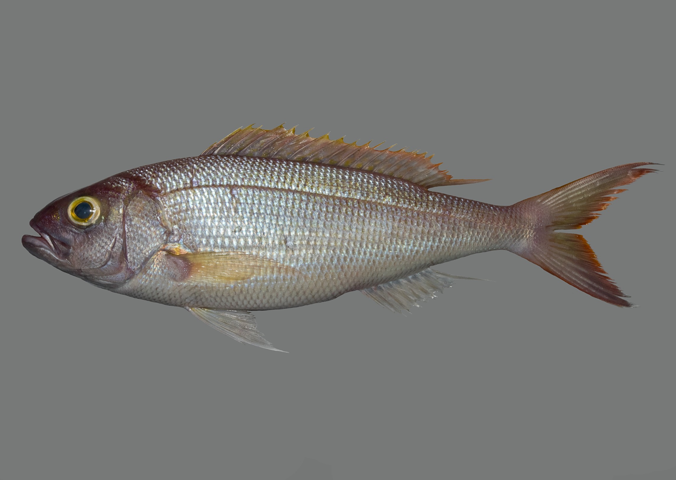 Pristipomoides filamentosus, 33 cm SL, Socotra Archipelago: Abd Al-Kuri Island; S.V. Bogorodsky & U. Zajonz